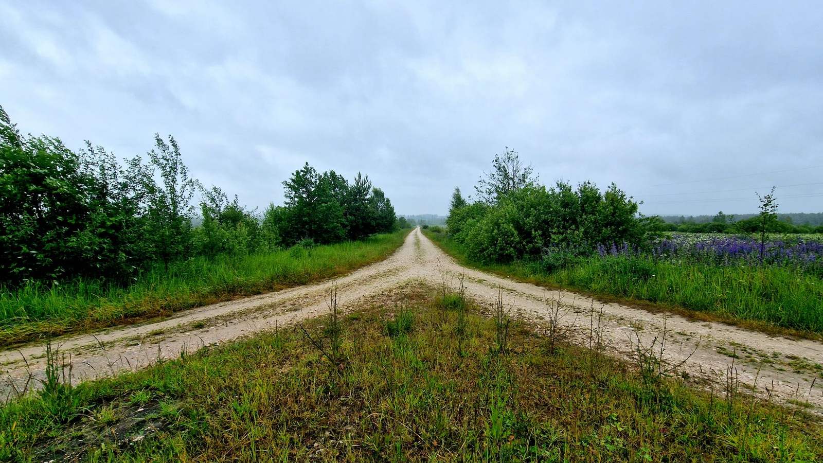 Camino de tierra que se divide en dos entre pasto y árboles